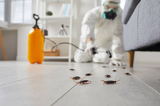 Commercial Rodent Management in Laguna Niguel